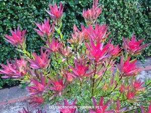 Leucadendron 'Summer Red' flower